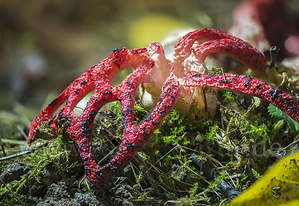 Tintenfischpilz (Clathrus archeri)