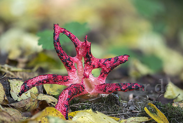 Tintenfischpilz (Clathrus archeri)