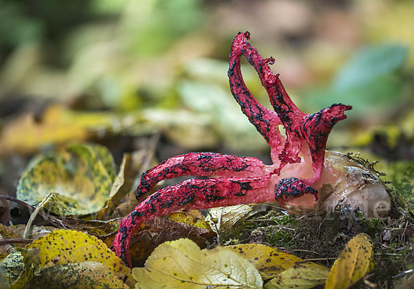 Tintenfischpilz (Clathrus archeri)