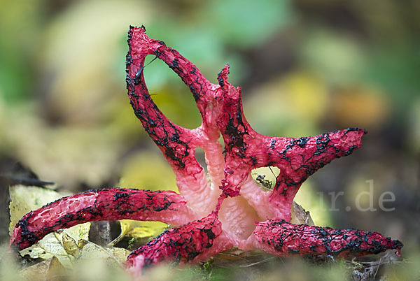 Tintenfischpilz (Clathrus archeri)