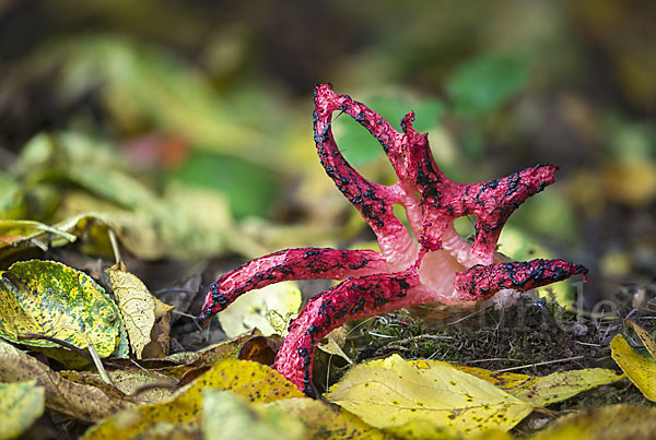 Tintenfischpilz (Clathrus archeri)