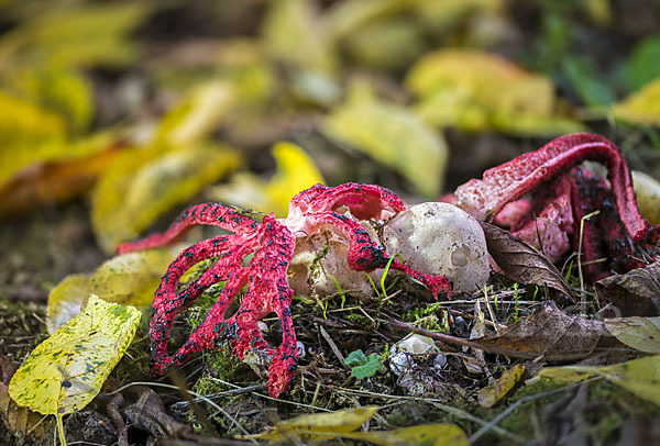 Tintenfischpilz (Clathrus archeri)