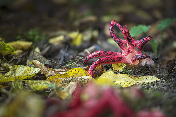 Tintenfischpilz (Clathrus archeri)