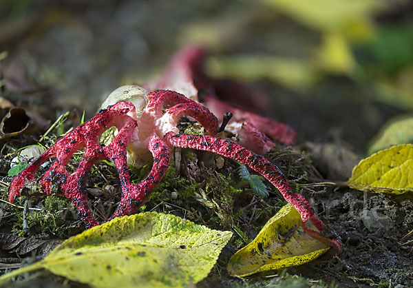 Tintenfischpilz (Clathrus archeri)