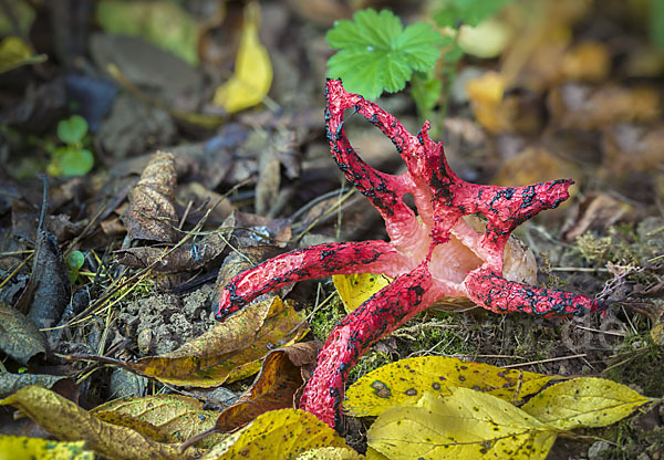 Tintenfischpilz (Clathrus archeri)