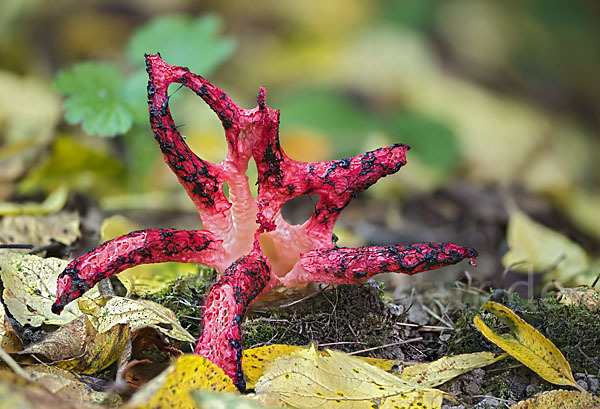 Tintenfischpilz (Clathrus archeri)