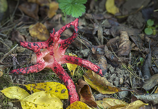 Tintenfischpilz (Clathrus archeri)