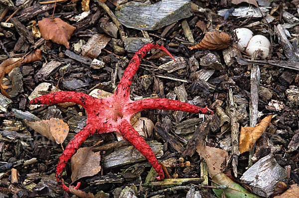 Tintenfischpilz (Clathrus archeri)