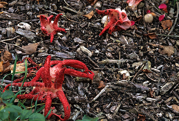 Tintenfischpilz (Clathrus archeri)