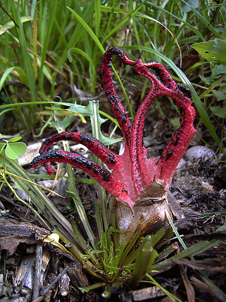 Tintenfischpilz (Clathrus archeri)