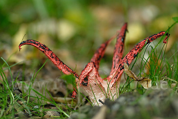 Tintenfischpilz (Clathrus archeri)