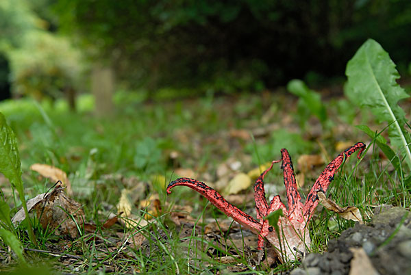 Tintenfischpilz (Clathrus archeri)