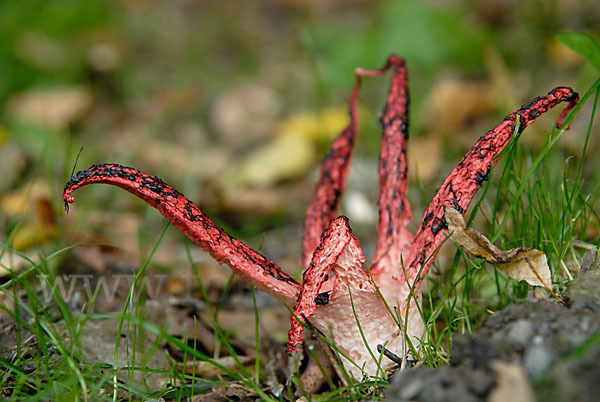 Tintenfischpilz (Clathrus archeri)