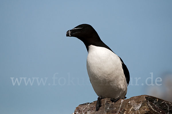 Tordalk (Alca torda)