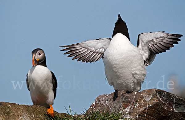 Tordalk (Alca torda)