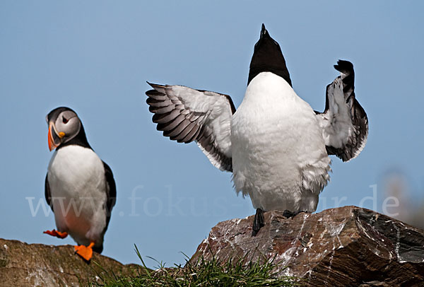 Tordalk (Alca torda)