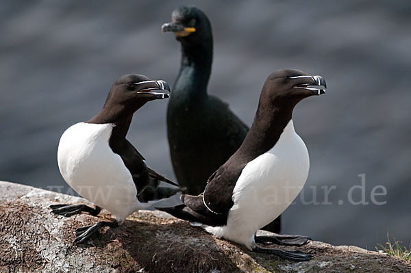 Tordalk (Alca torda)