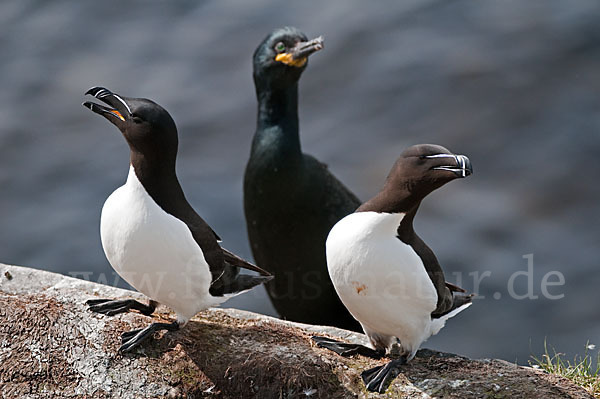 Tordalk (Alca torda)