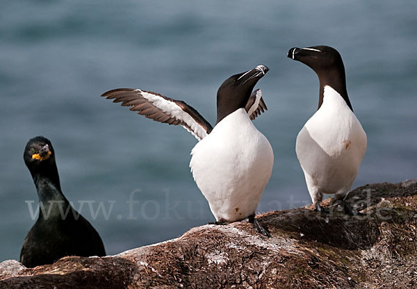 Tordalk (Alca torda)