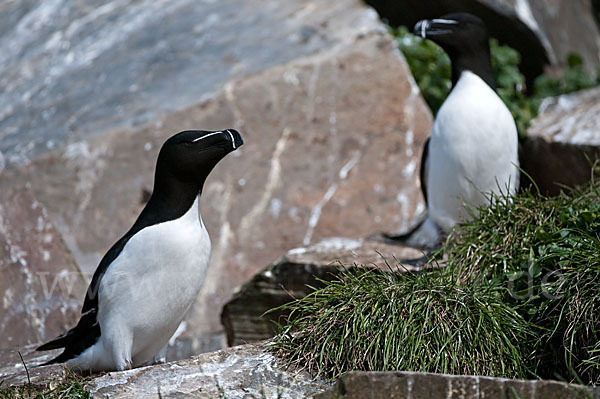 Tordalk (Alca torda)