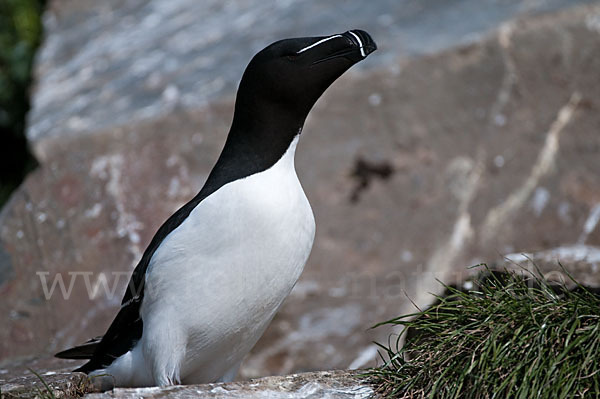 Tordalk (Alca torda)