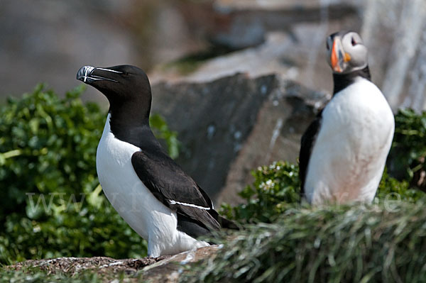 Tordalk (Alca torda)