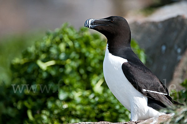 Tordalk (Alca torda)