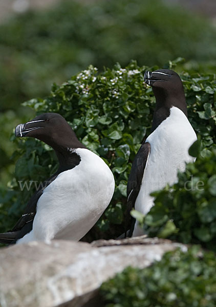 Tordalk (Alca torda)