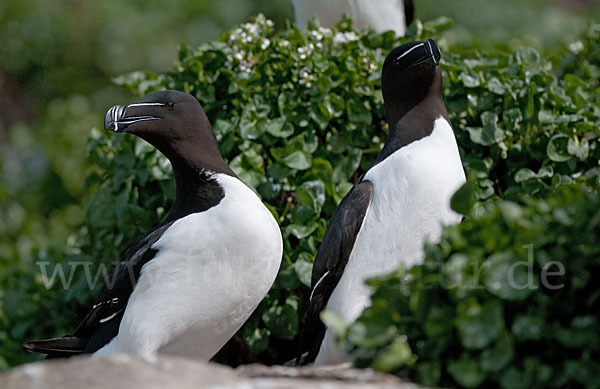 Tordalk (Alca torda)