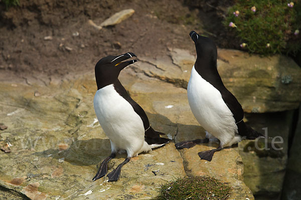 Tordalk (Alca torda)