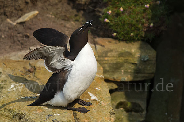 Tordalk (Alca torda)