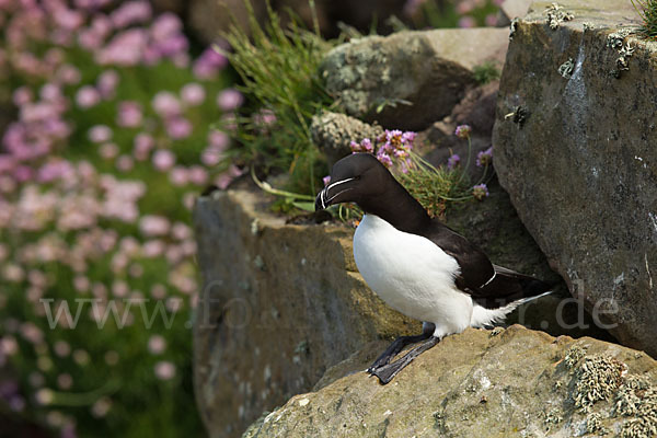 Tordalk (Alca torda)