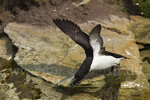 Tordalk (Alca torda)