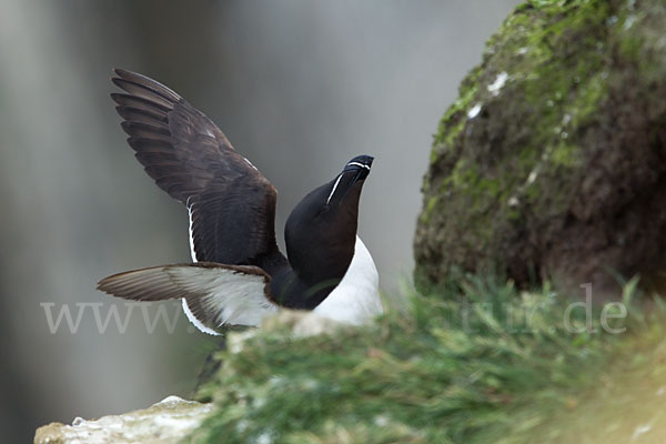 Tordalk (Alca torda)