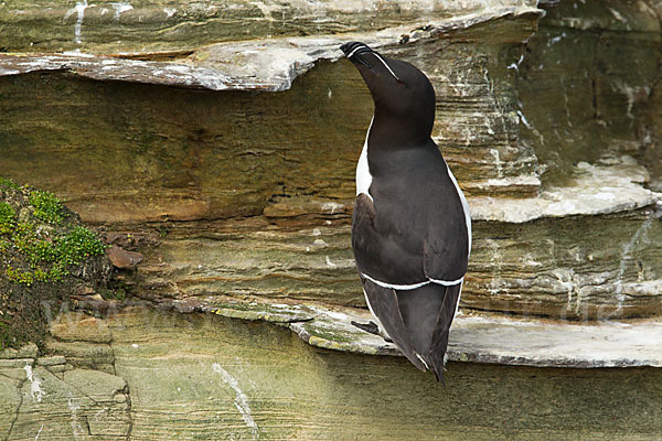 Tordalk (Alca torda)