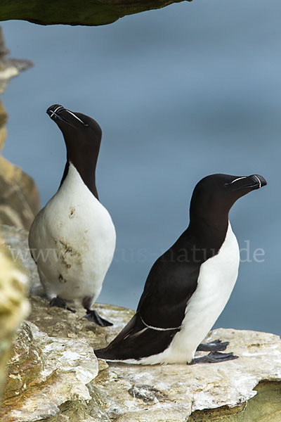 Tordalk (Alca torda)