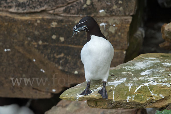 Tordalk (Alca torda)