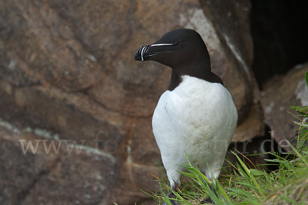 Tordalk (Alca torda)