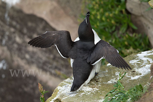 Tordalk (Alca torda)