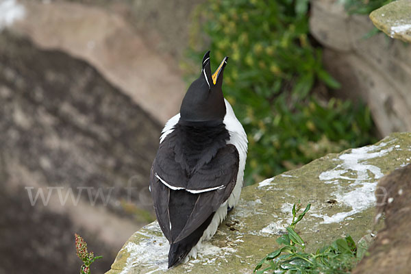 Tordalk (Alca torda)