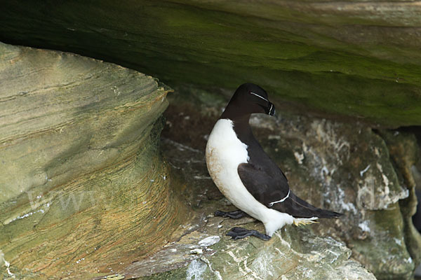 Tordalk (Alca torda)