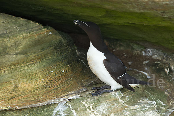 Tordalk (Alca torda)