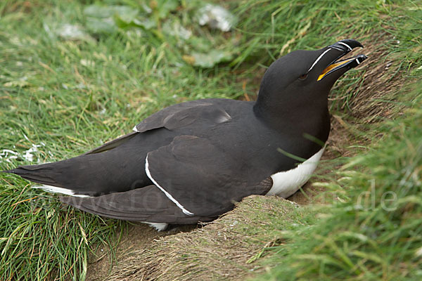 Tordalk (Alca torda)