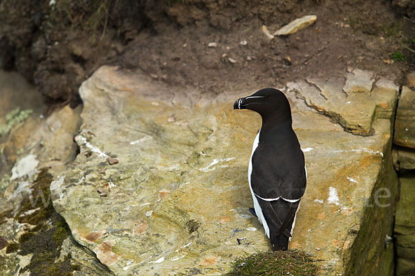 Tordalk (Alca torda)