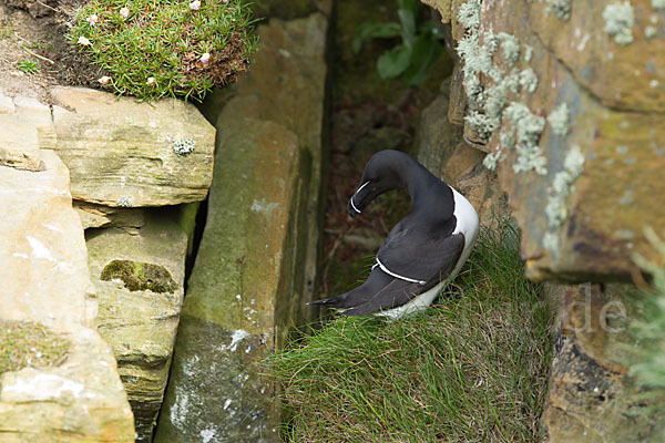 Tordalk (Alca torda)