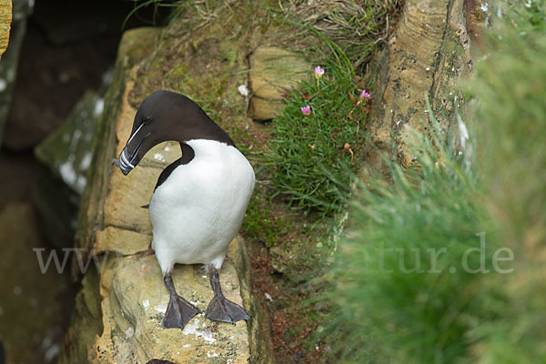 Tordalk (Alca torda)