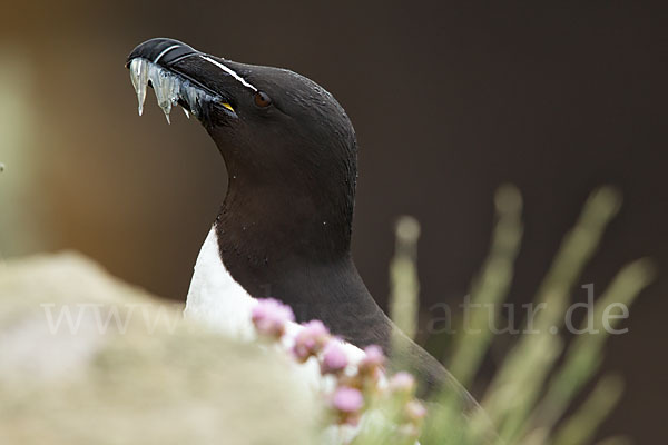 Tordalk (Alca torda)