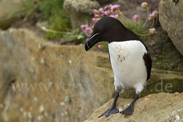 Tordalk (Alca torda)