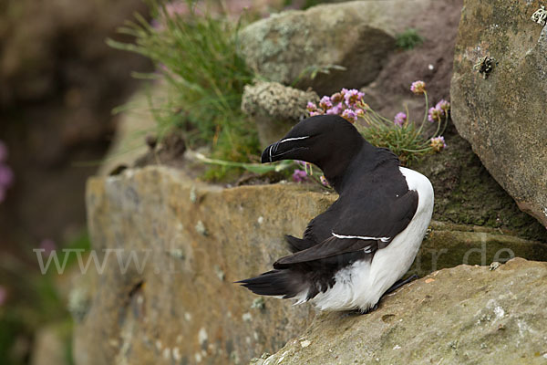 Tordalk (Alca torda)