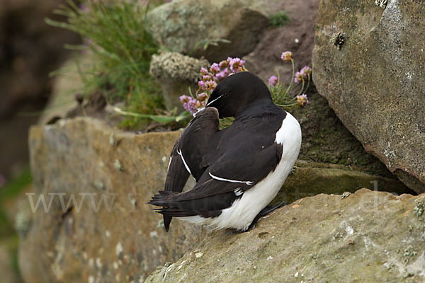 Tordalk (Alca torda)